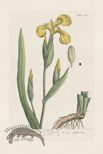 BEE 261 Bastard Acorus